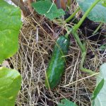 PHOTO-2020-07-07-19-36-52