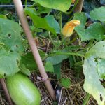 PHOTO-2020-07-07-19-49-00