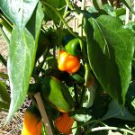 PHOTO-2020-07-08-10-08-54