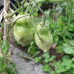 PHOTO-2020-08-14-13-08-54