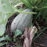 PHOTO-2020-08-14-13-09-19