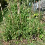 PHOTO-2020-08-21-15-44-36