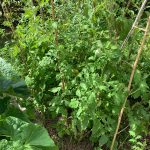 PHOTO-2020-08-21-15-44-52