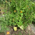 PHOTO-2020-08-21-15-44-53