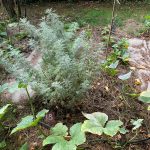 PHOTO-2020-08-21-15-44-55 (4)