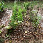 PHOTO-2020-08-21-15-44-56 (2)