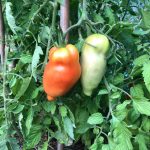 PHOTO-2020-08-25-20-59-49