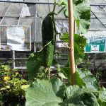 PHOTO-2020-08-29-10-26-20